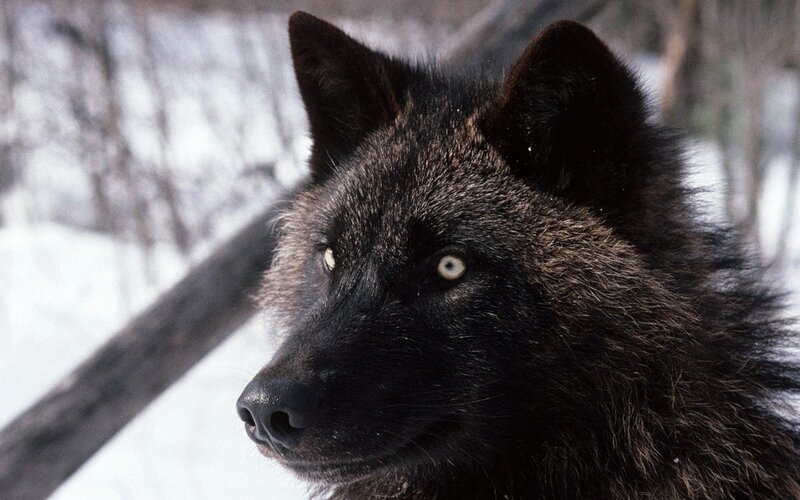 black wolf in snowy forest