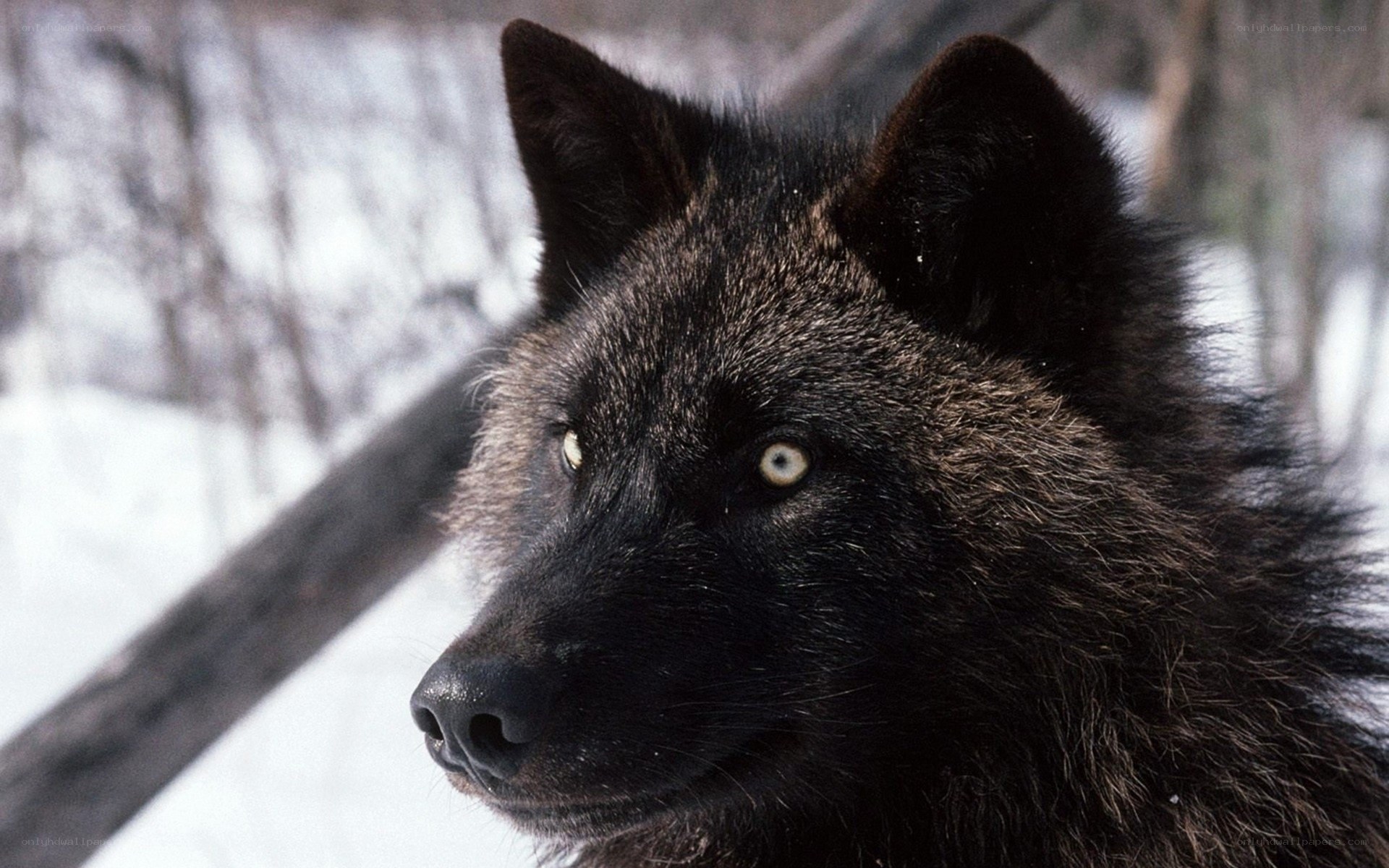 black wolf in snowy forest