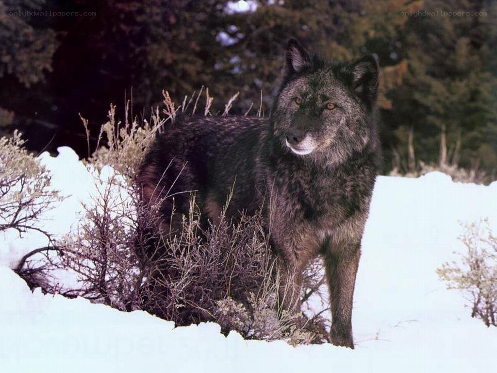 black wolf in snowy landscape