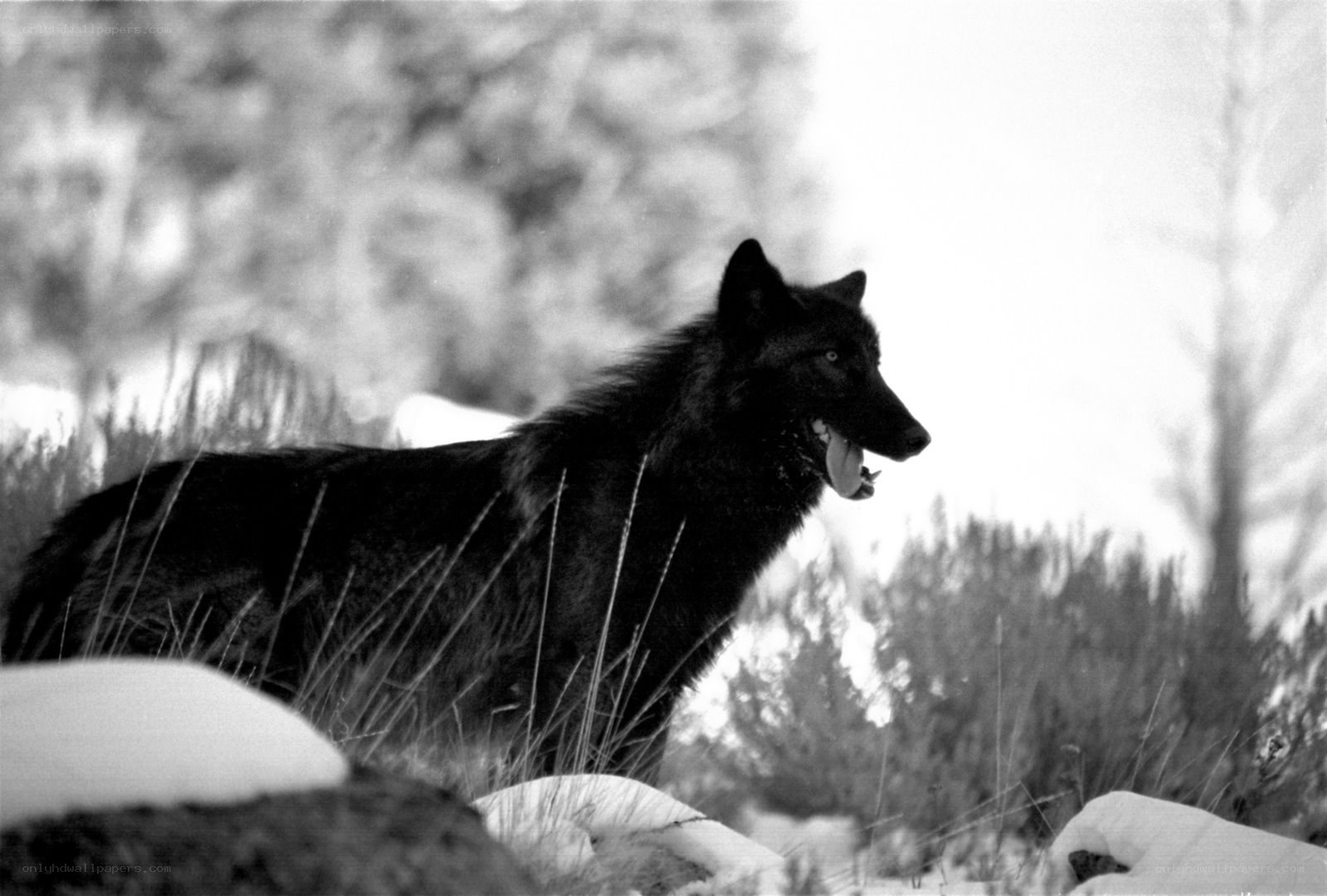 black wolf in snowy landscape