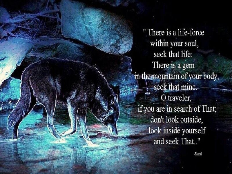 Black Wolf in Water — Blue