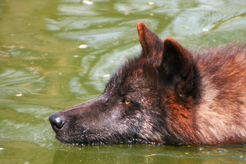 Black Wolf in Water — Brown, Calm