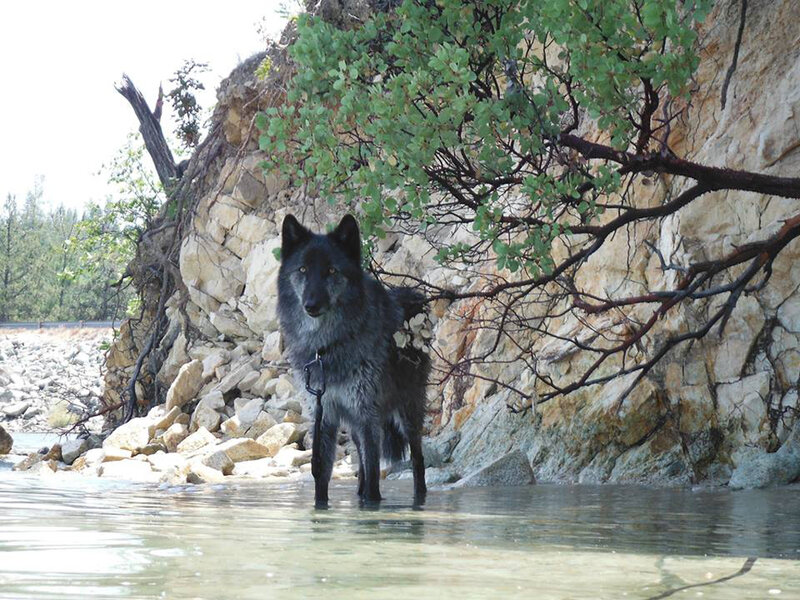 Black Wolf in Water — Gray