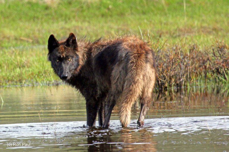 Black Wolf in Water