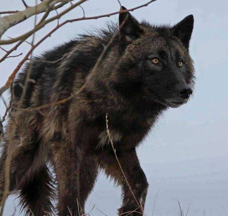 Black Wolf in Winter — Alert