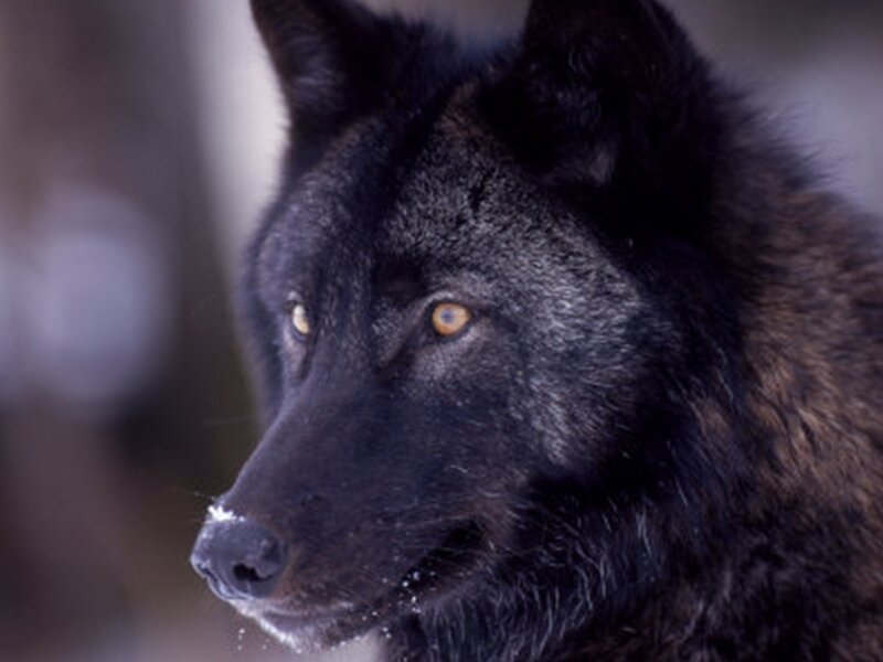 black wolf in winter
