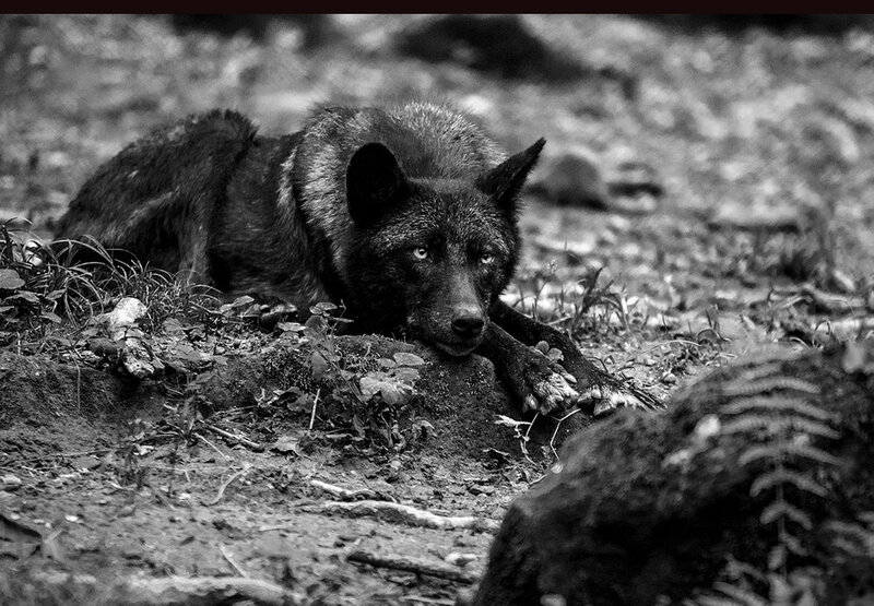 Black Wolf Lying Down — Alert, Photograph