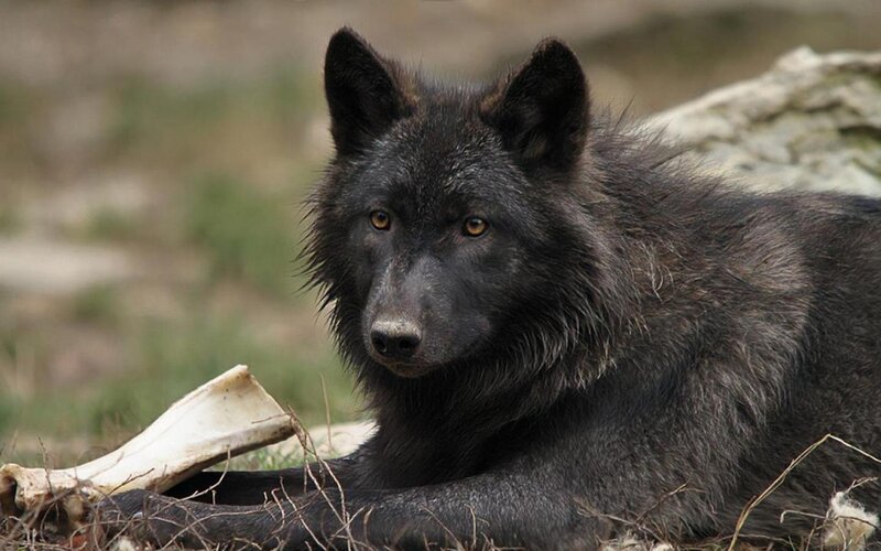 Black Wolf Lying Down — Alert