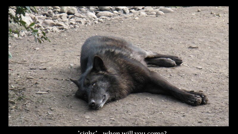 Black Wolf Lying Down — Brown, Calm, Afternoon