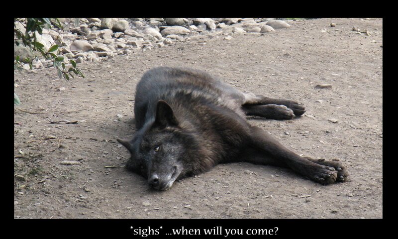 Black Wolf Lying Down — Brown, Calm