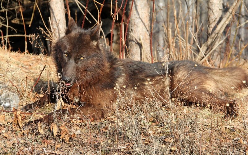 Black Wolf Lying Down — Brown