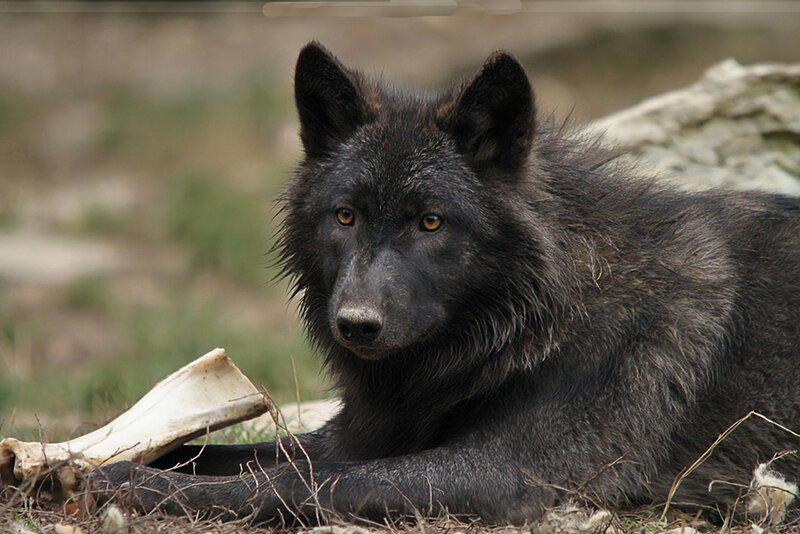 Black Wolf Lying Down — Calm, Photograph