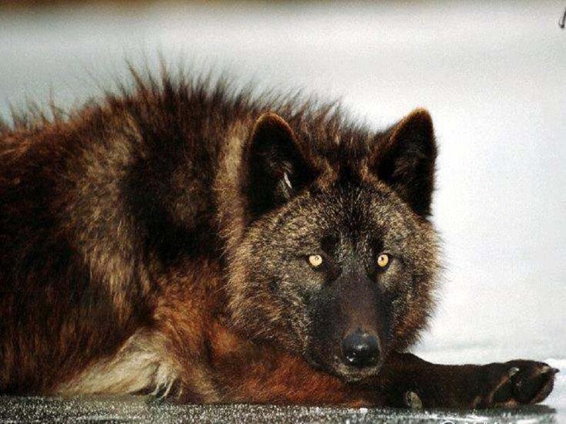 Black Wolf Lying Down — Calm
