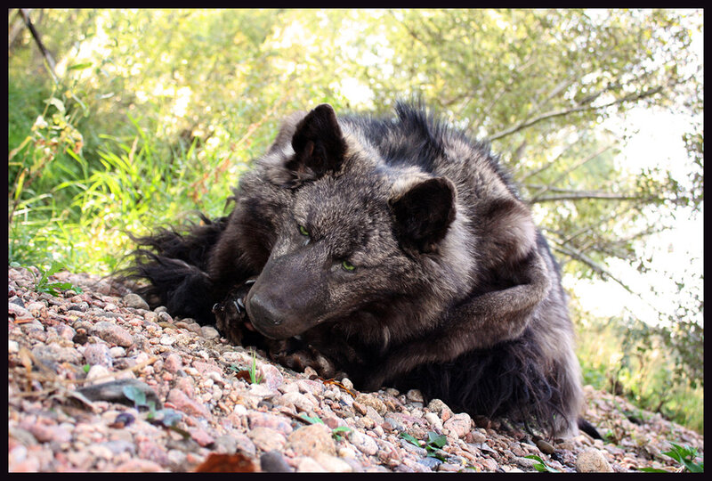 Black Wolf Lying Down — Gray, Calm