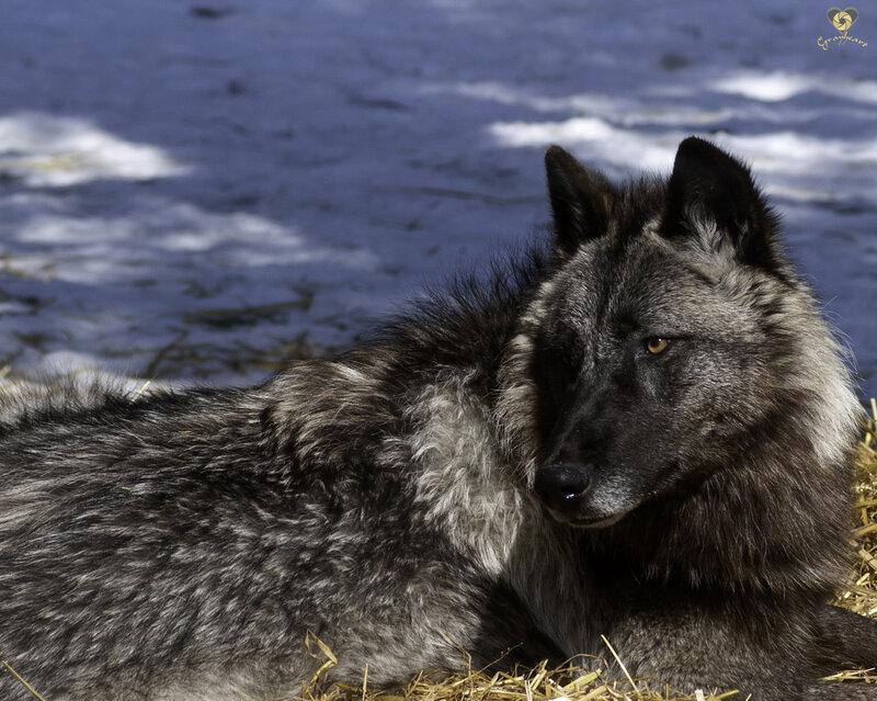 Black Wolf Lying Down — Gray, Calm, Winter