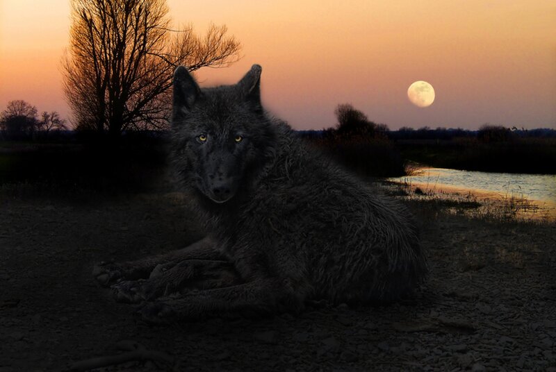 Black Wolf Lying Down — Gray, Dramatic