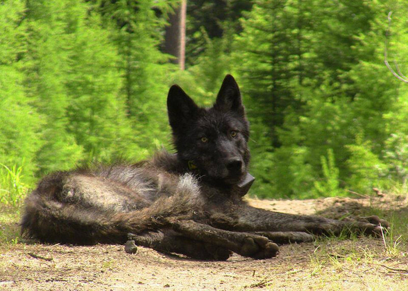 Black Wolf Lying Down — Green