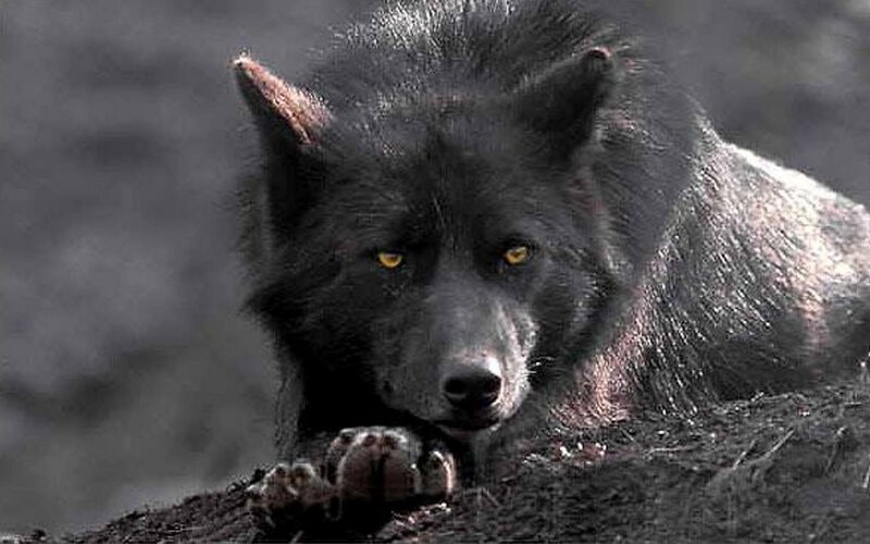 Black Wolf Lying Down — Intense