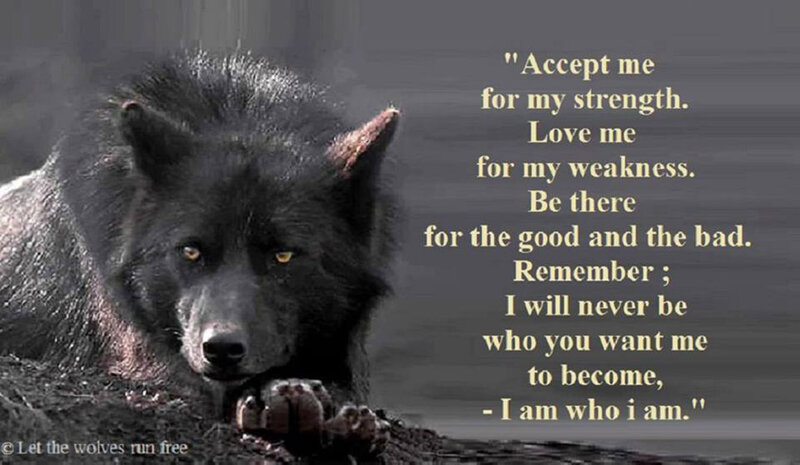 Black Wolf Lying Down — Serious