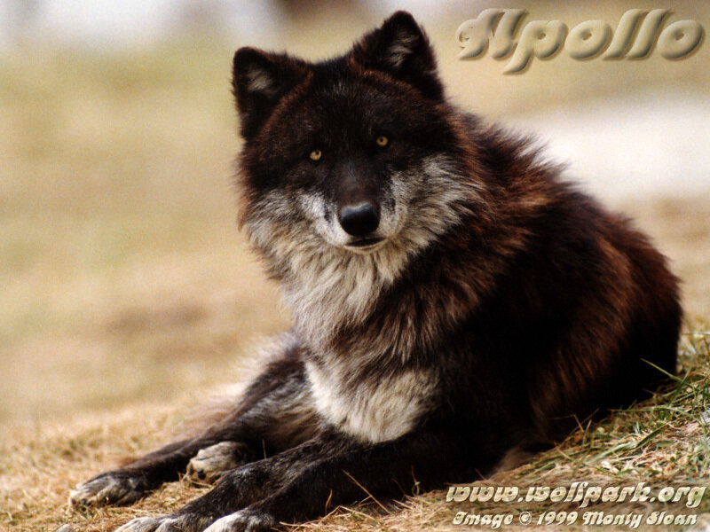 Black Wolf Lying Down