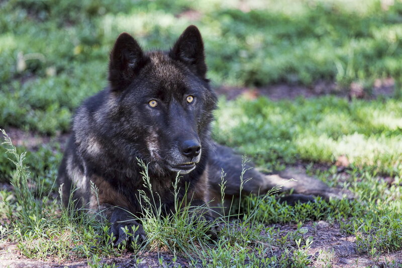 Black Wolf Lying in Grass — Green, Calm