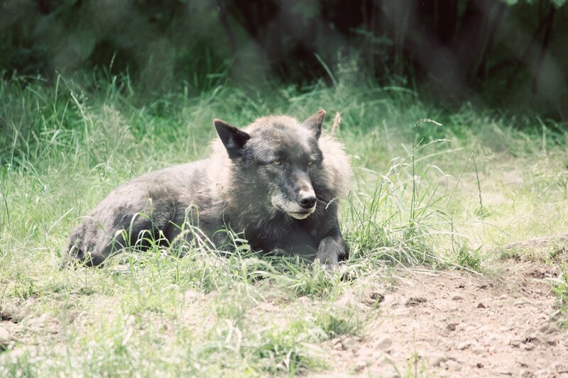Black Wolf Lying in Grass — Green