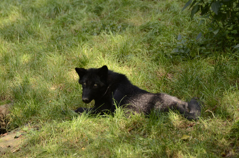 Black Wolf Lying in Grass