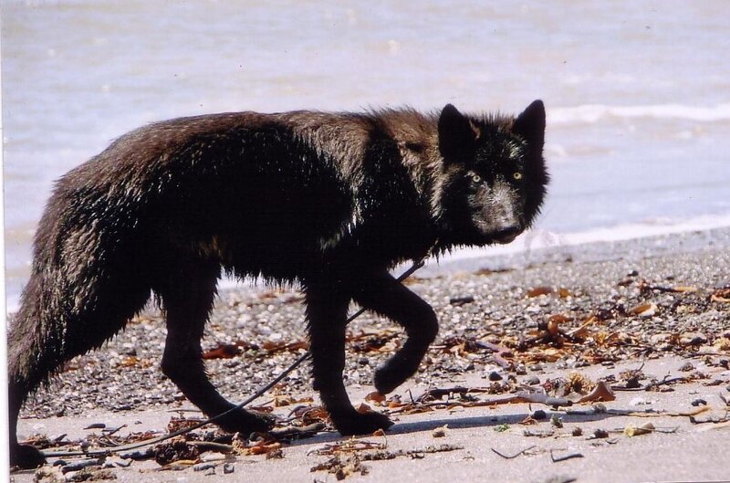 Black Wolf on Beach