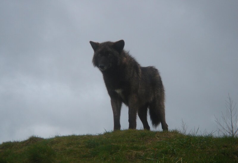 Black Wolf on Hill