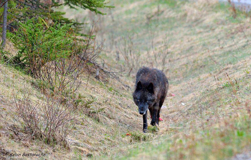 Black Wolf on Hillside