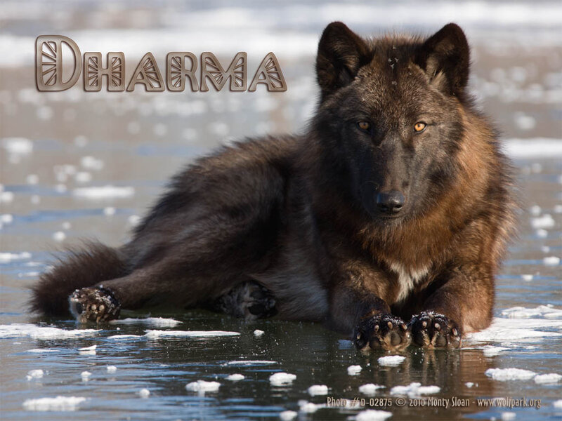 Black Wolf on Ice — Brown