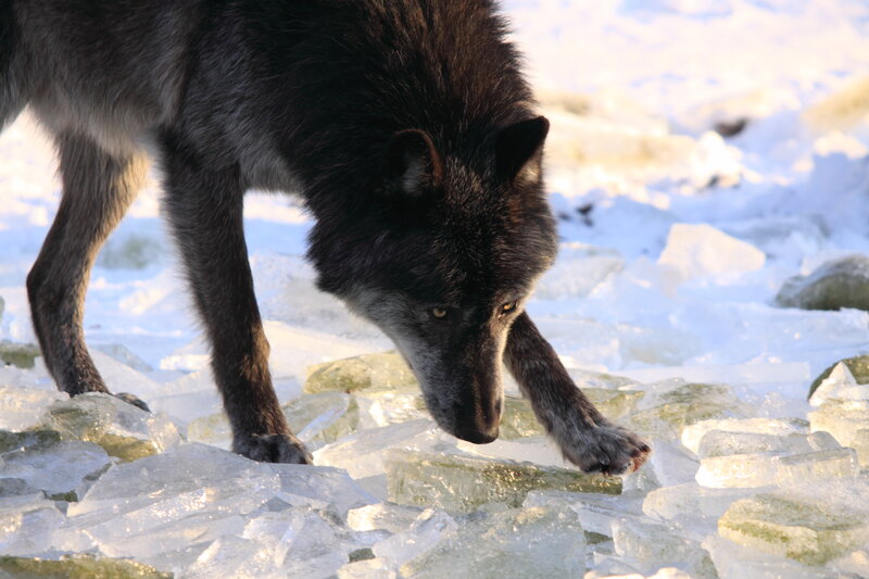 Black Wolf on Ice