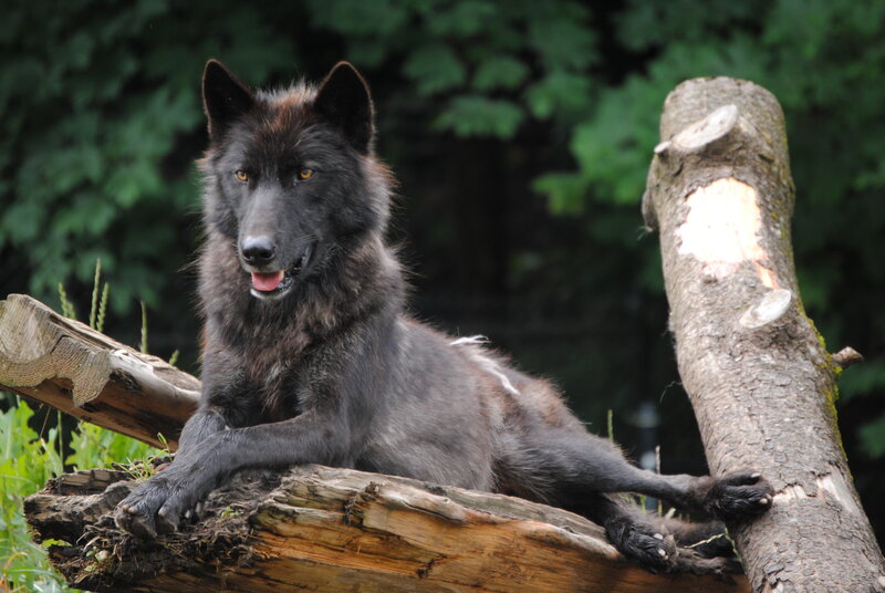 Black Wolf on Log — Calm