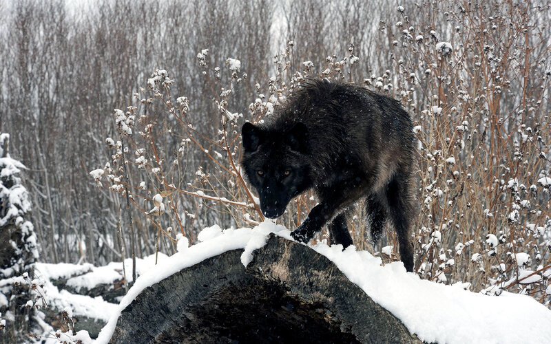 Black Wolf on Log — Cold