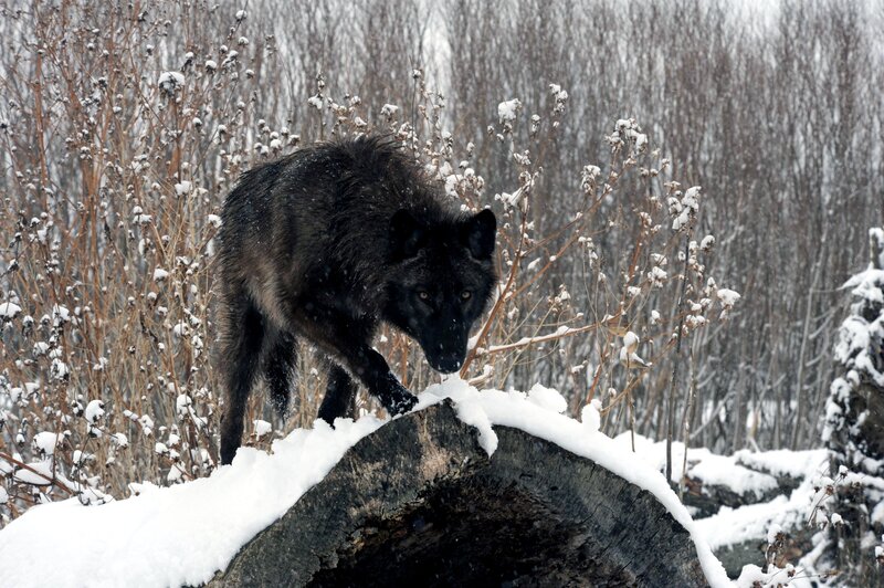 Black Wolf on Log — Cold, Winter