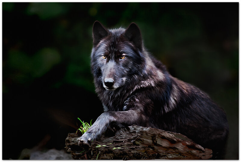 Black Wolf on Log — Dramatic