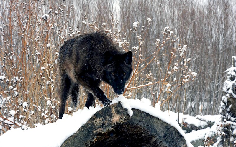 Black Wolf on Log