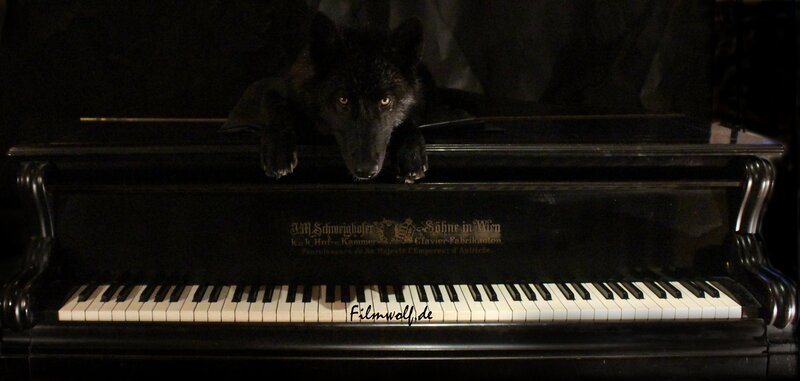 Black Wolf on Piano