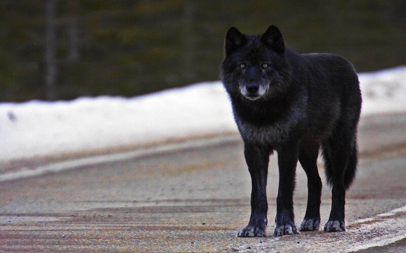 Black Wolf on Road