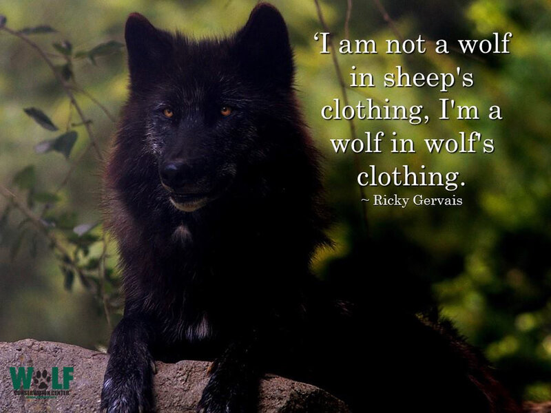 Black Wolf on Rock — Serious