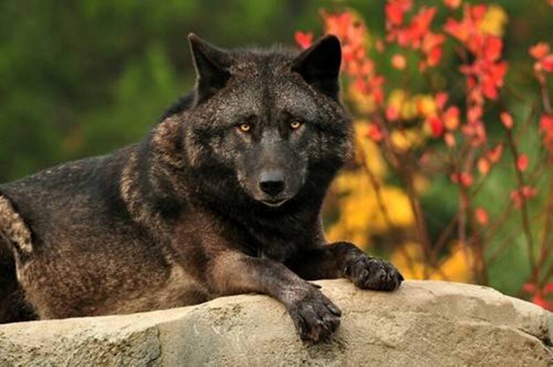 Black Wolf on Rock