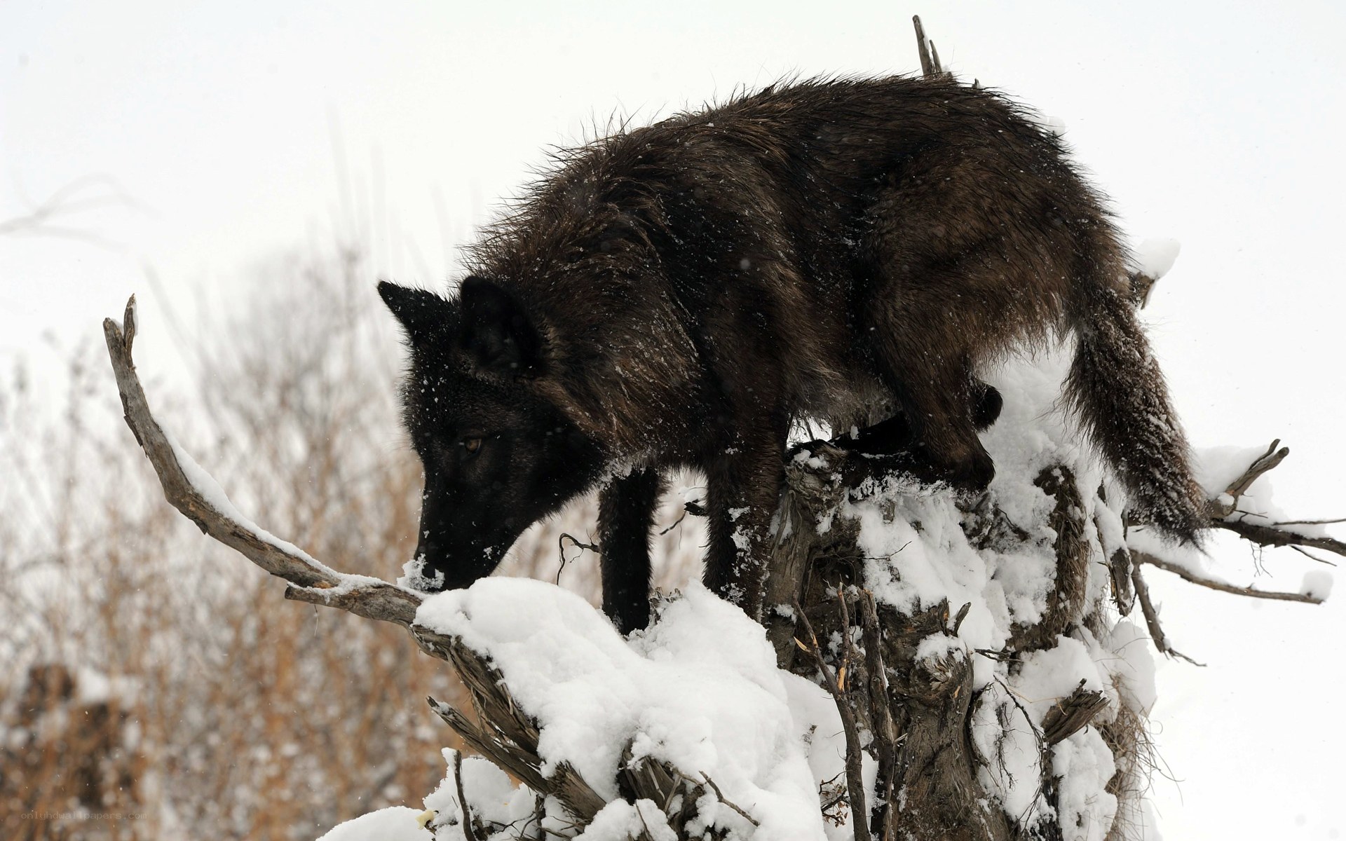 Black wolf on snowy tree stump