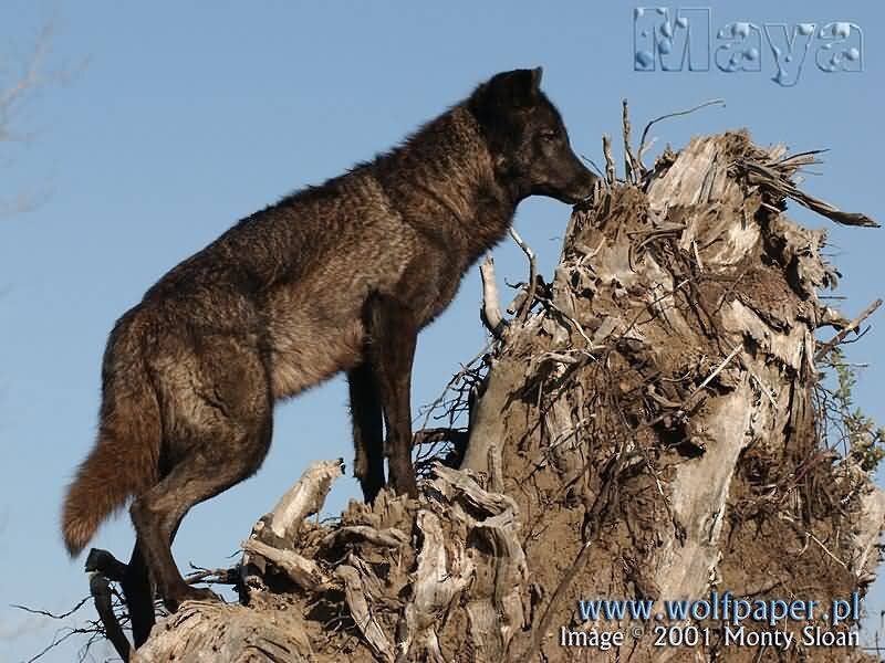 Black Wolf on Stump