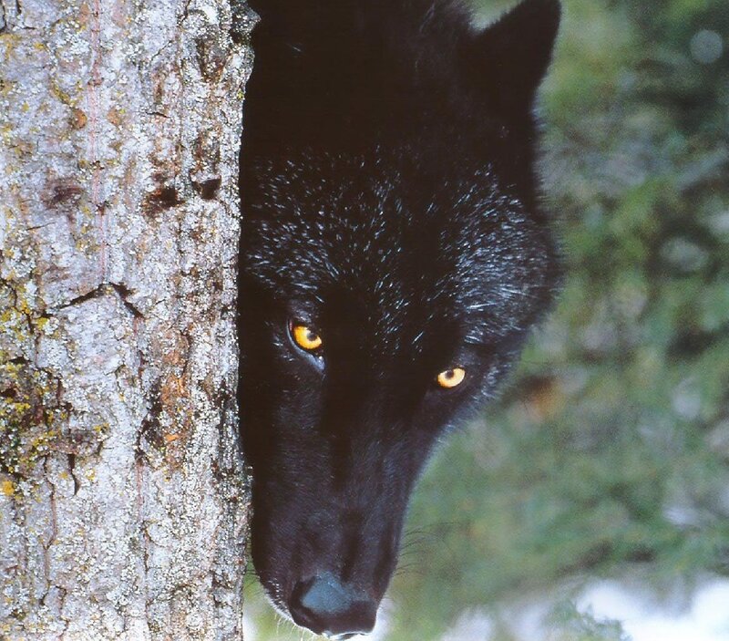 Black wolf peeking from tree