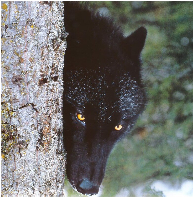 Black Wolf Peeking