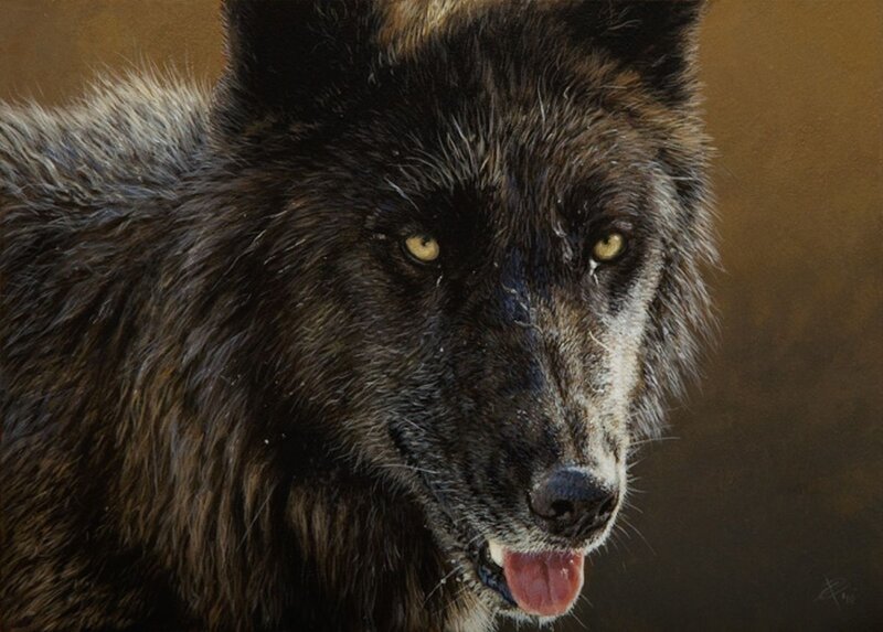Black Wolf Portrait — Brown