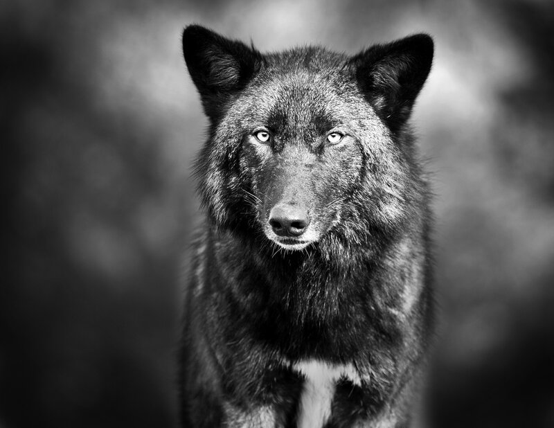 Black Wolf Portrait — Intense