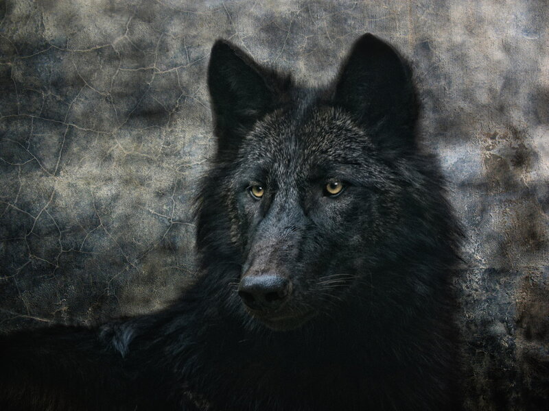 Black Wolf Portrait — Serious