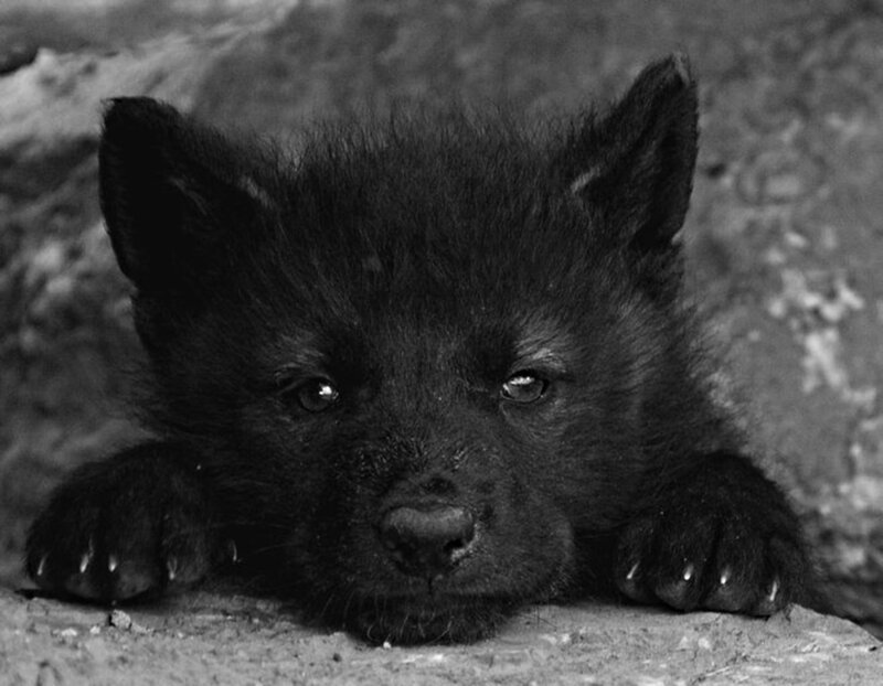 Black Wolf Pup — Calm, Photograph, Paws