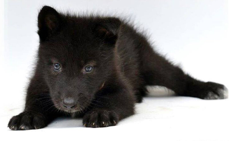 Black Wolf Pup — Calm, Photograph